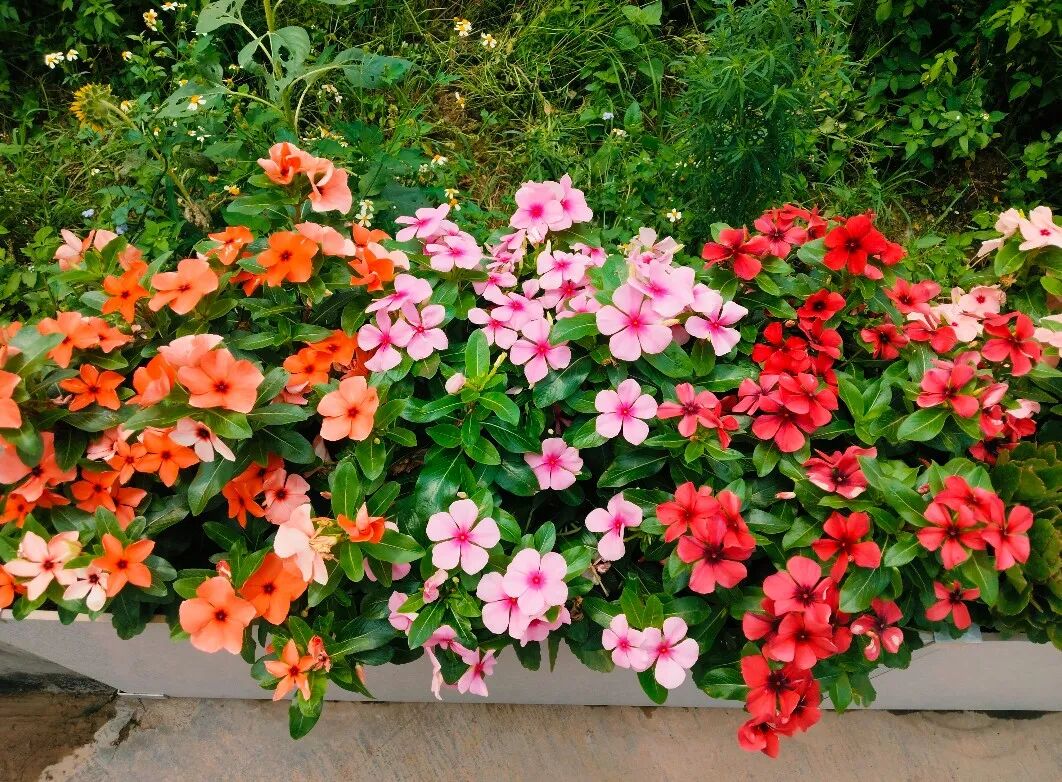 长春花