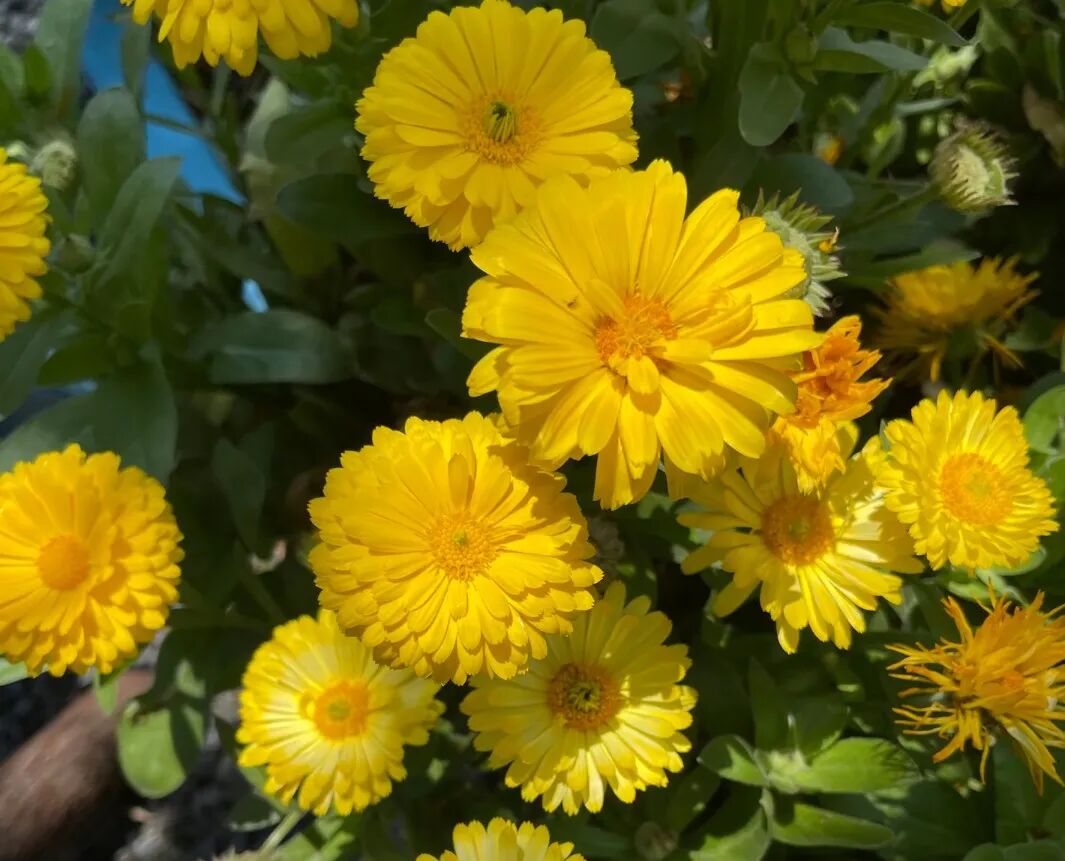 金盏菊