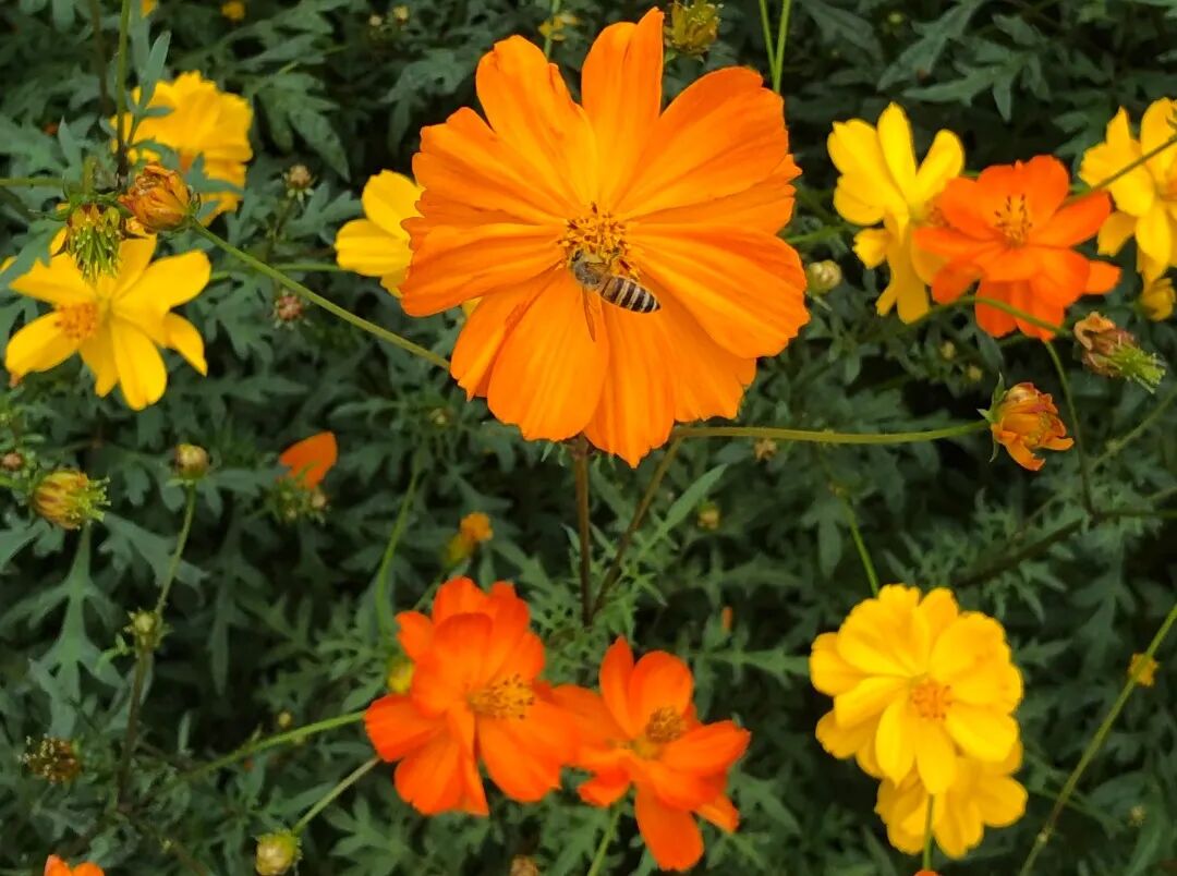 硫华菊