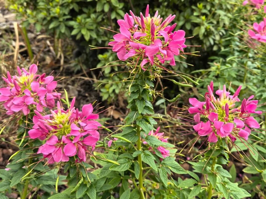 醉蝶花